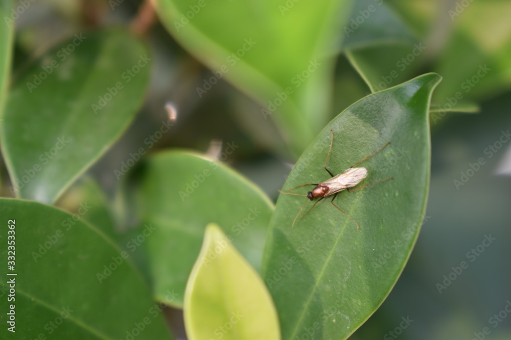 bug on leaf bug on leaf