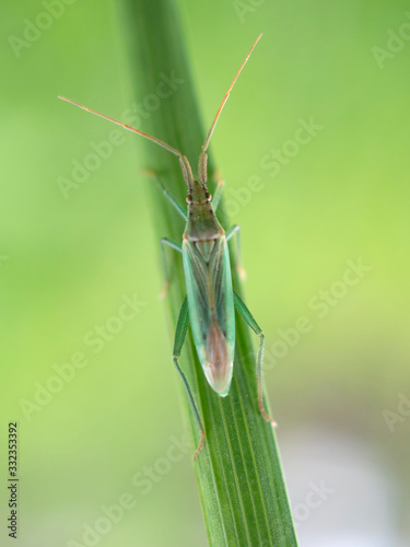 Stenodema laevigatum, (also called Grass bug) is a species of bug from Miridae family.