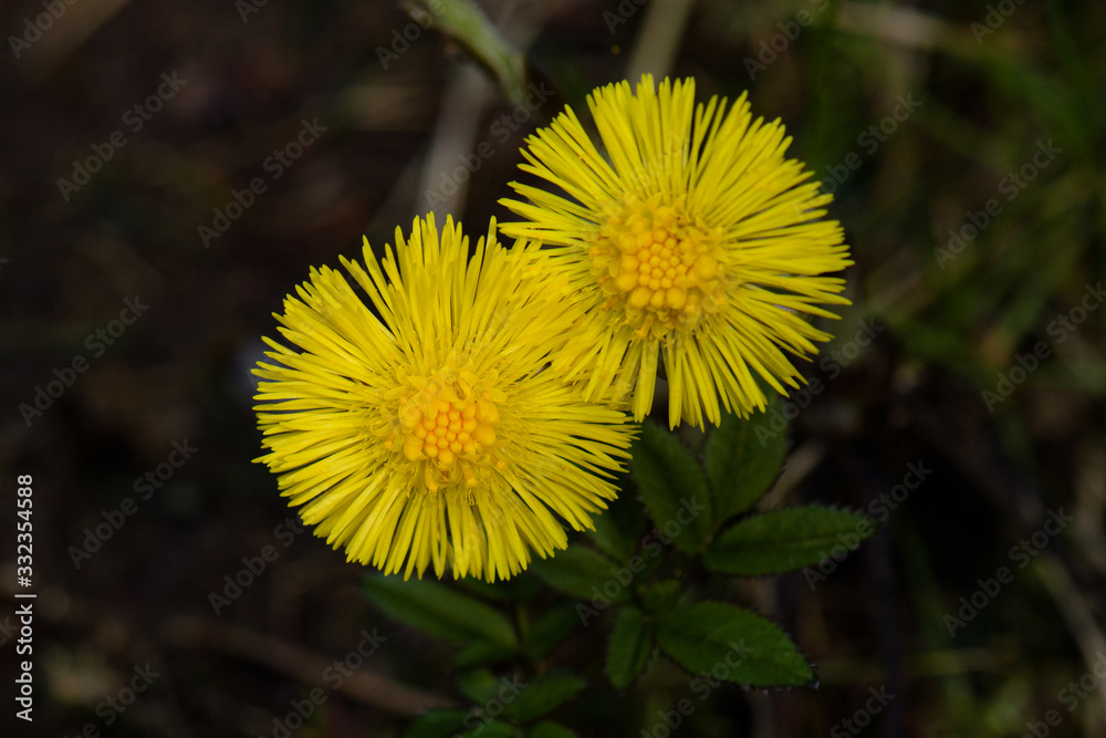 Huflattichblüten gelb