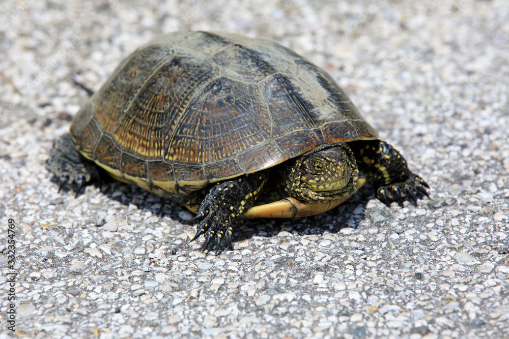 Po river (FE), Italy - April 30, 2017: A turtle near Po river, Delta Regional Park, Emilia Romagna, Italy Po river (FE), Italy - April 30, 2017: A turtle near Po river, Delta Regional Park, Emilia Romagna, Italy