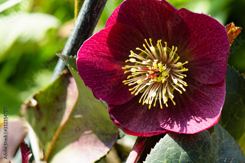 Lenzrose - Helleborus