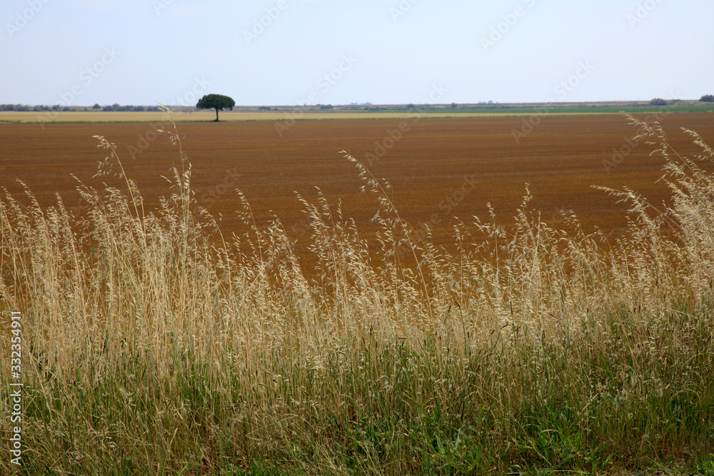 Obraz premium Po river (FE), Italy - April 30, 2017: Typical rural scenery near Po river, Delta Regional Park, Emilia Romagna, Italy