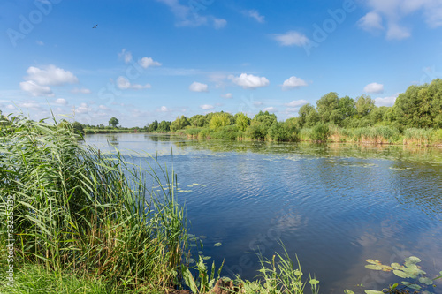 Tablou pe pânză Lake with reeds thicket and trees on shores in summer