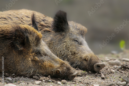 Wildschwein (Sus scrofa) zwei Tiere schlafen nebeneinander