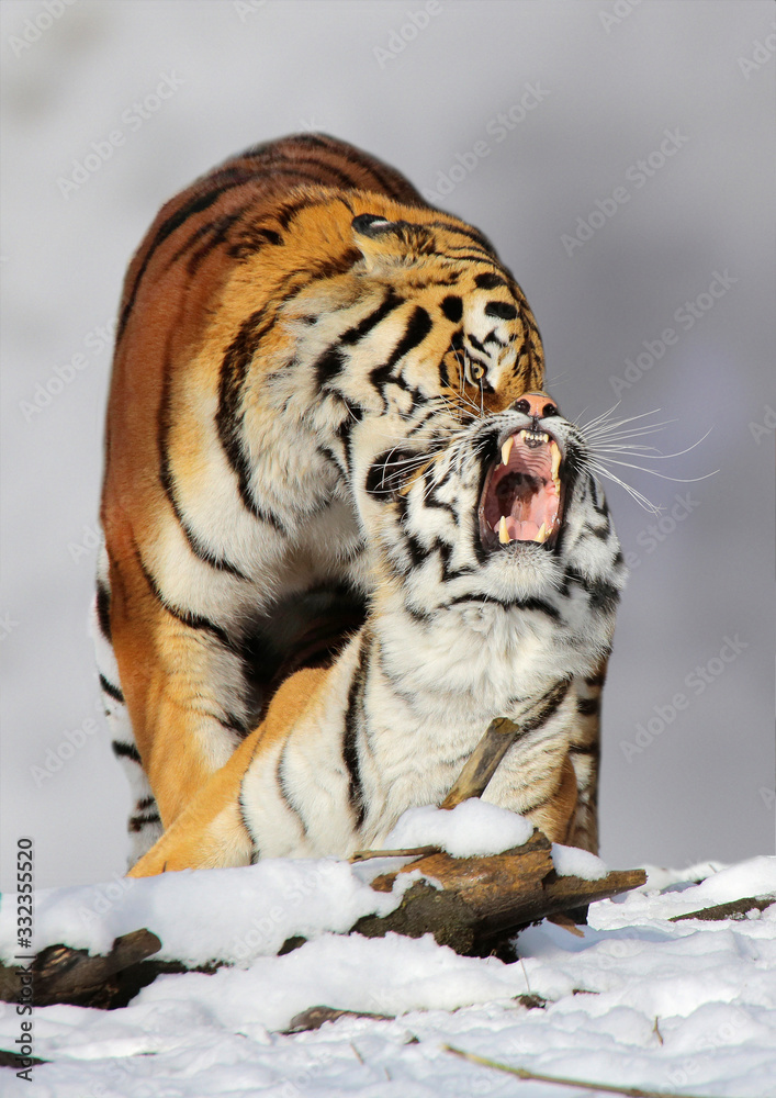 Königstiger (Panthera tigris) oder Bengal-Tiger, Paar im Schnee Stock ...