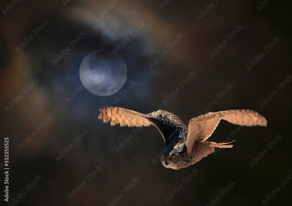 Obraz premium Uhu (Bubo bubo) im Flug bei Vollmond-Nacht