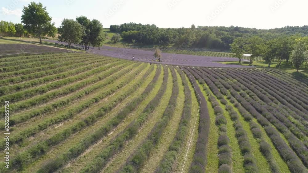 beautiful lavender flowers from above in koroshegy beautiful lavender flowers from above in koroshegy