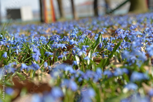 nature in the Park under the rays of the sun in spring comes alive with green grass and the first flowers