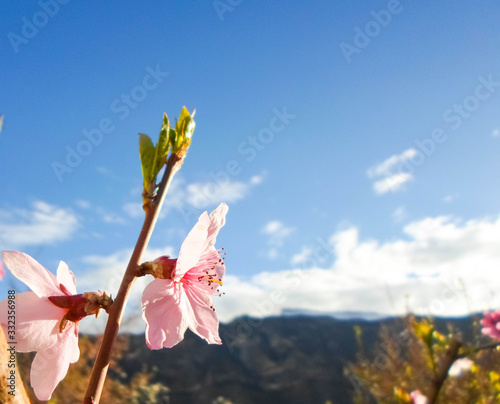 Pink peach tree blossom in a city park on a spring day. Peach blossom, beautiful flowers