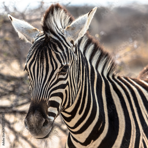 Portrait of a zebra, Etosha national park, Namibia