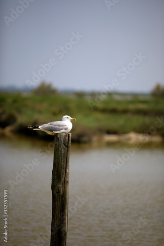 Po river (FE),  Italy - April 30, 2017: A gull perched on a trunk near Po river, Delta Regional Park, Emilia Romagna, Italy photo