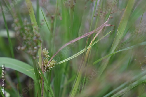 dew on grass