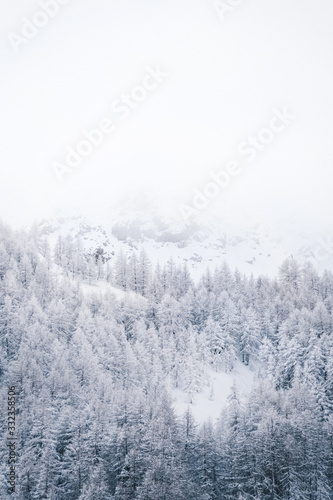 Les Sapins Sous La Neige à la montagne