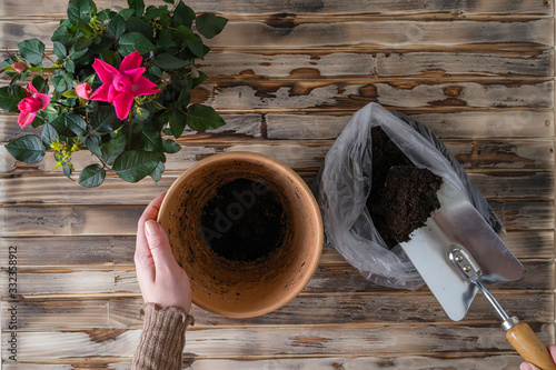 Woman's hands transplanting rose flower plant a into a new pot with iron shovel, soil on the wooden plank table. Home gardening relocating houseplant. Flat lay. photo