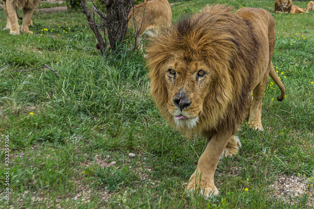The big lion goes right at you The big lion goes right at you