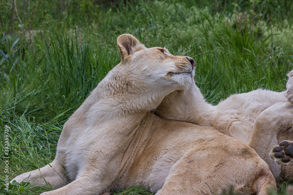 Naklejka premium Two lionesses lie on the grass and caress each other