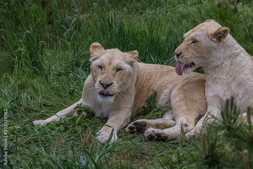 Two lionesses lie on the grass and caress each other Two lionesses lie on the grass and caress each other