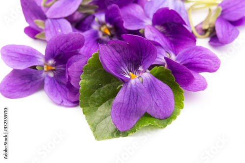 Viola Odorata flowers isolated on white background in close- up.  Place for text. Top view with copy space