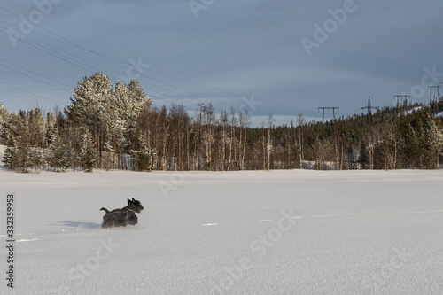 young dog Scottish Terrier runs in winter on the snow in winter clothes