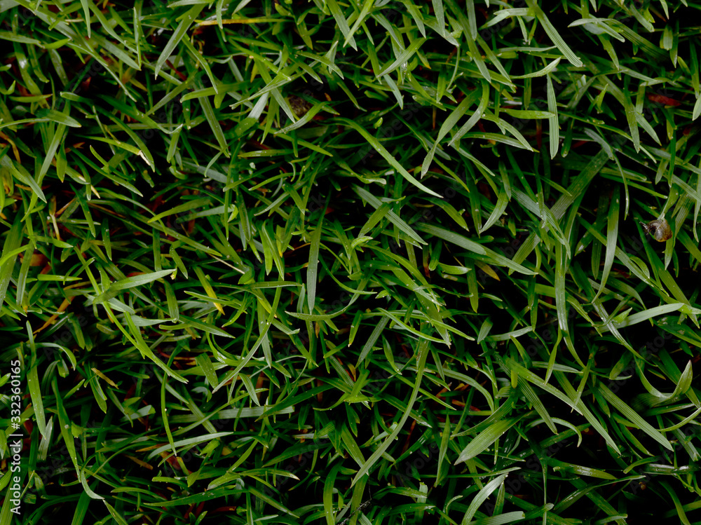Césped fresco fotografiado sobre fondo blanco en estudio Césped fresco fotografiado sobre fondo blanco en estudio