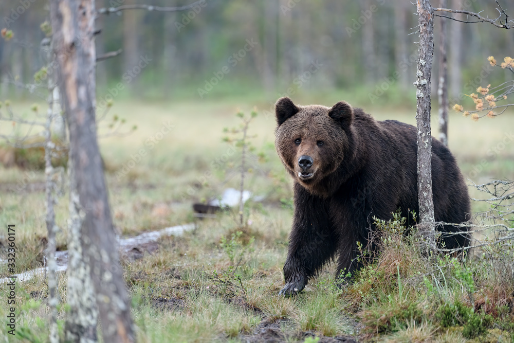 European brown bear (Ursus arctos)