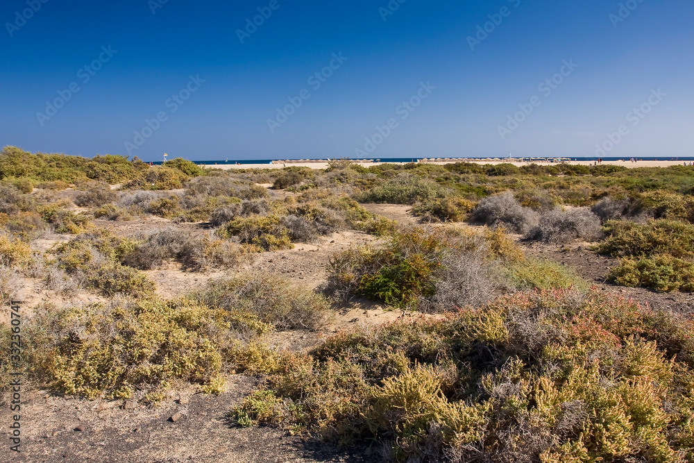 Salt marshes on the beach of Morro Jable, Fuerteventura, Canary Islands, Spain, Europe