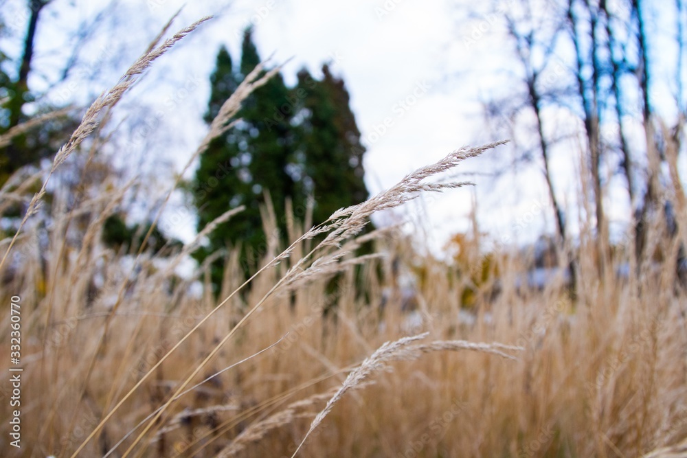 Fototapeta premium autumn, track, tree, leaves, walk