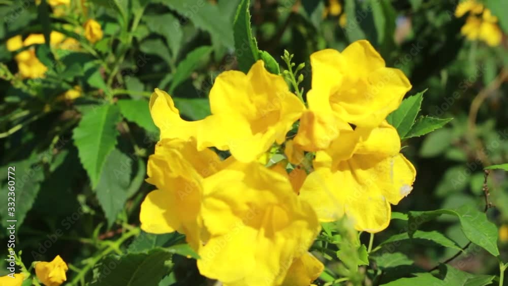 Yellows Flower in the Garden Yellows Flower in the Garden