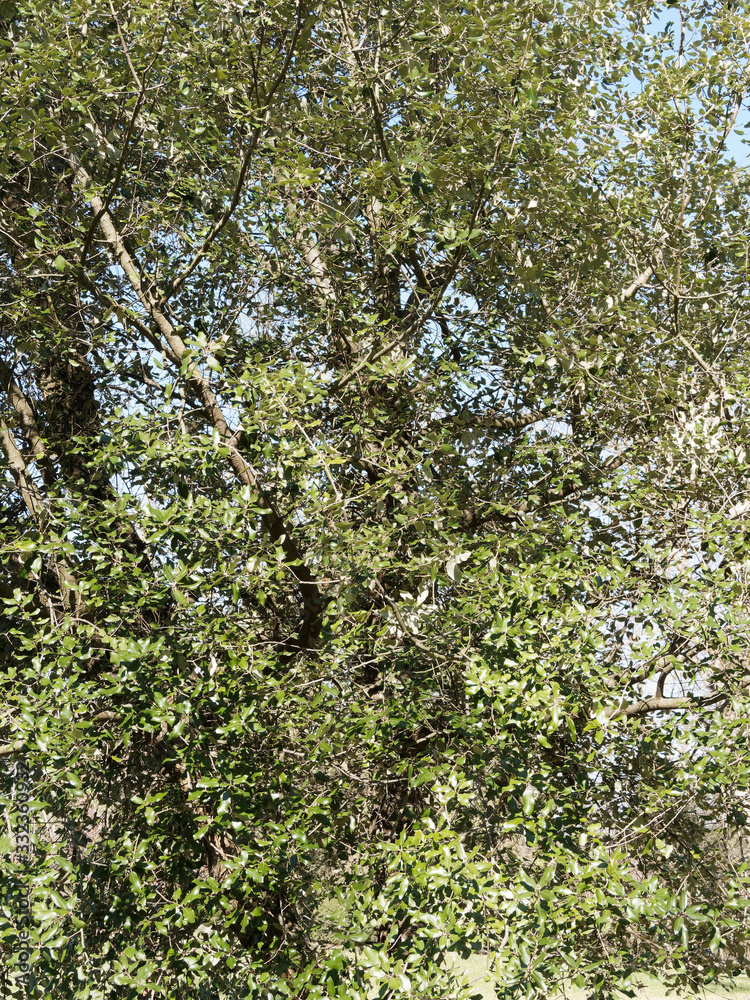 Steineiche oder Grün-Eiche (Quercus ilex) mit silberweiß, blass gelb und dunkelgrün Laubblätter, auf der Unterseite behaart 