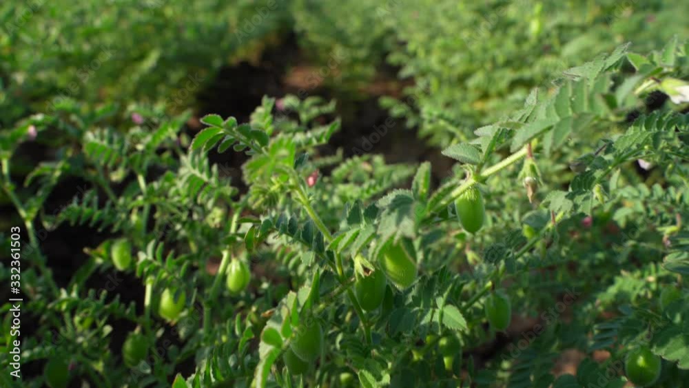 Close up view of green chickpea field in India Close up view of green chickpea field in India