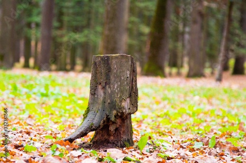 autumn, track, tree, leaves, walk