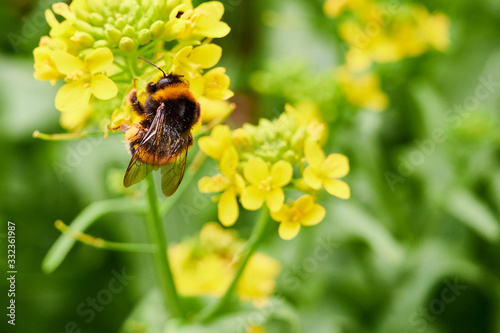 Bombus hortorum photo