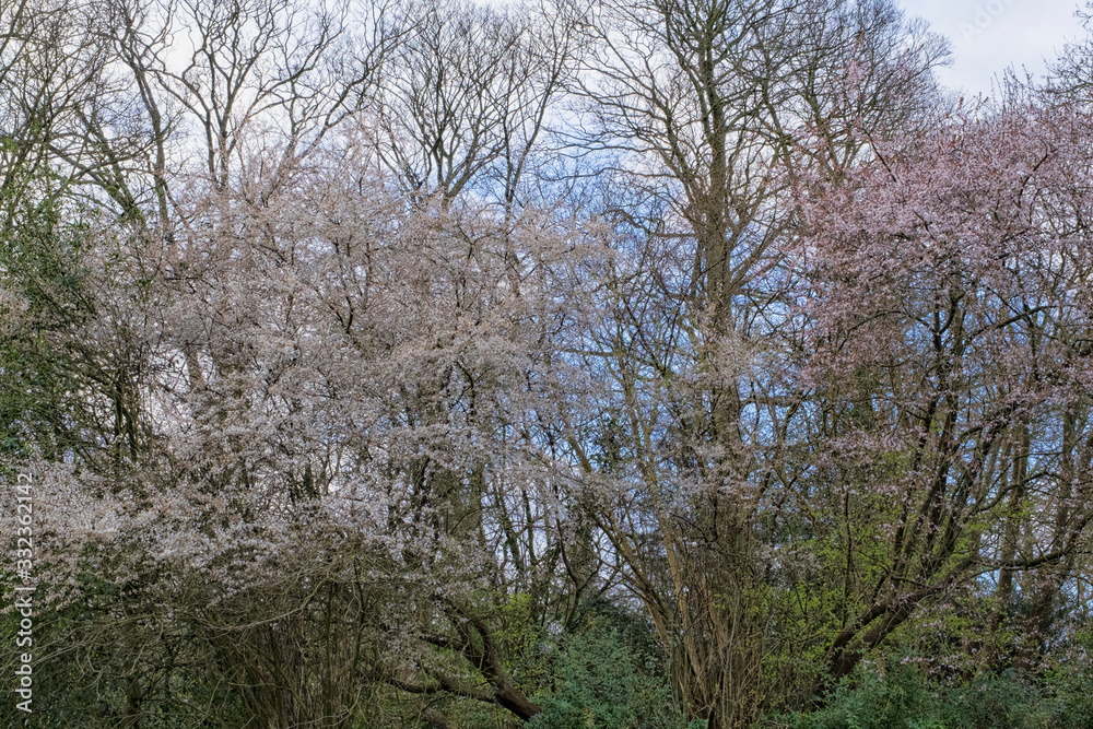 Early spring blossom in tree