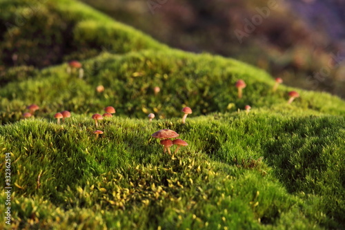 Tundra surface and mushrooms in summer - Russian Arctic