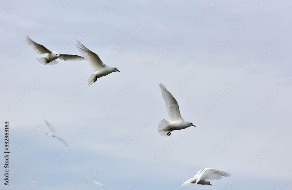 Ivory Gull (Pagophila eburnean) in the Arctic Ivory Gull (Pagophila eburnean) in the Arctic
