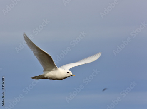 Ivory Gull (Pagophila eburnean) in the Arctic