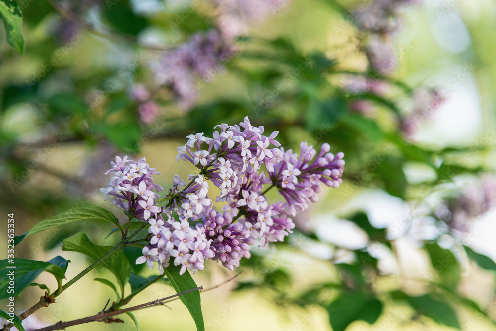 Lilac or Suringa is a flowering woody plant. Lilac flowering.Tender lilac flowers background. Floral texture. Flowering lilac bush pattern Lilac or Suringa is a flowering woody plant. Lilac flowering.Tender lilac flowers background. Floral texture. Flowering lilac bush pattern