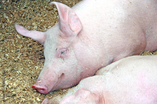 Beautiful pig on the farm