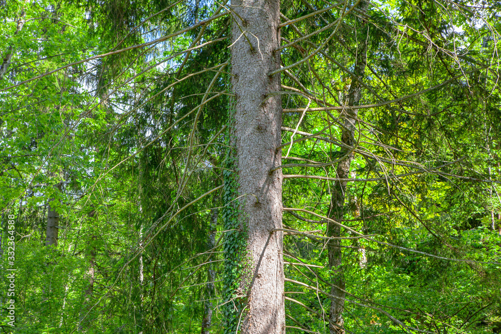 Fototapeta premium сonifer tree with branches in a forest