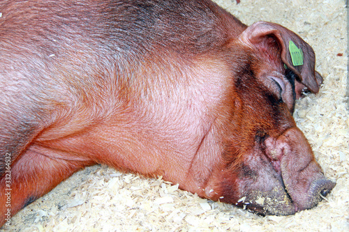 Beautiful pig on the farm