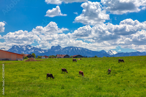 alpine farmland with cows on the green hill 