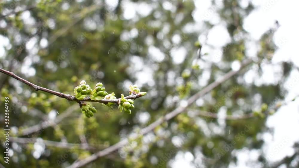 Budding cherry branch in a snowstorm at spring. Shallow depth of field, bokeh background. Budding cherry branch in a snowstorm at spring. Shallow depth of field, bokeh background.