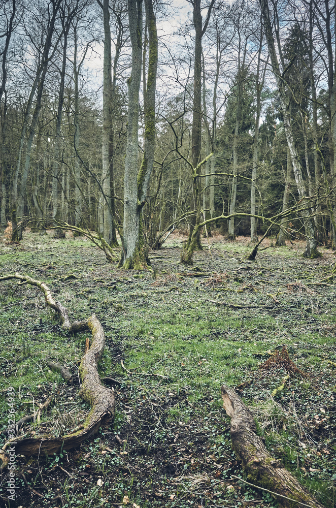 Obraz premium Picture of an old forest, color toning applied.