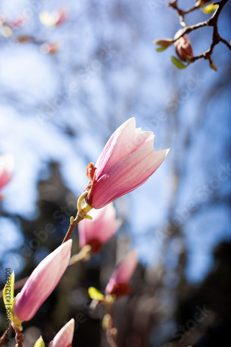 White pink magnolia tree blossoms. Awakening beauty of nature. Spring mood. Romantic background. Closeup.
