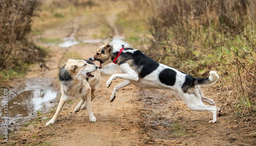 Canvastavla Dogs fighting in autumn field. cloudy day