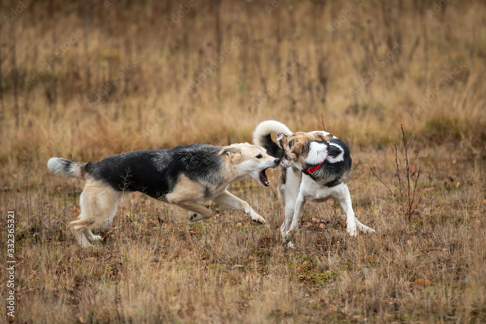 Dogs fighting in autumn field. cloudy day Dogs fighting in autumn field. cloudy day