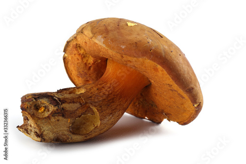 Boletus ferrugineus (Xerocomus spadiceus) mushroom. Delicacy photo