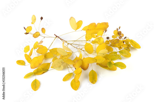 Autumn yellow lespedets branch isolated on white