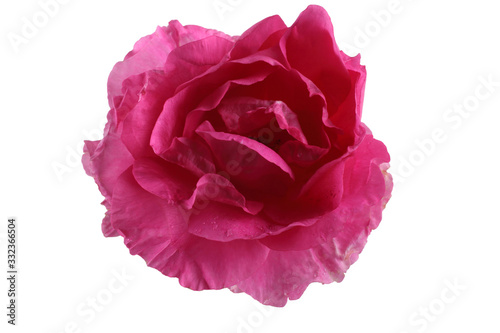 Pink Canadian rose isolated on white photo