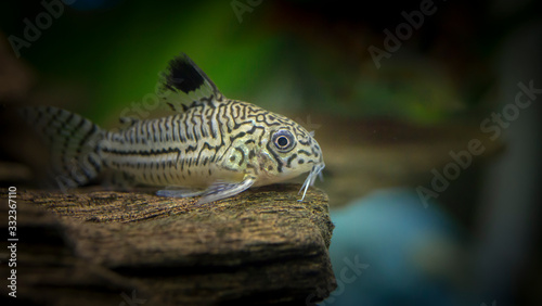 Corydoras julii. Tropische Fische schwimmen im Aquarium